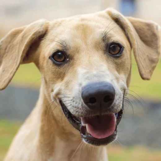 Picture for category Canine Wellness Support